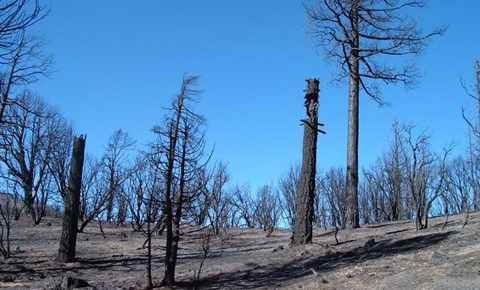Framed Burned Trees In California Print