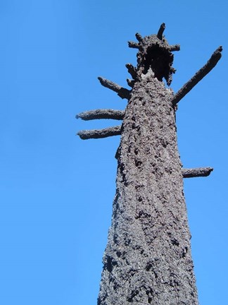 Framed Burned Trees 4 Print