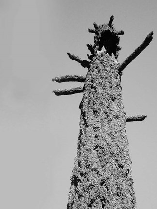 Framed Burned Trees 5 Print