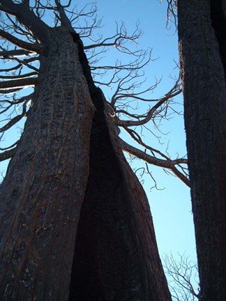 Framed Burned Trees 7 Print