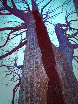 Framed Burned Trees 8 Print