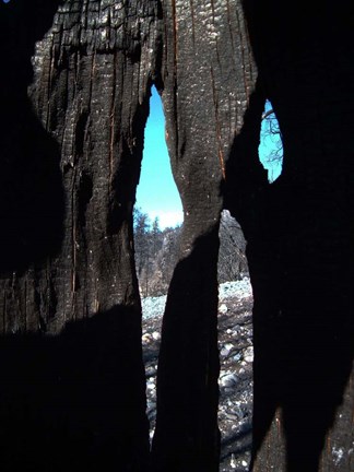 Framed Burned Trees 10 Print