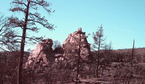 Framed Burned Forest 2 Print