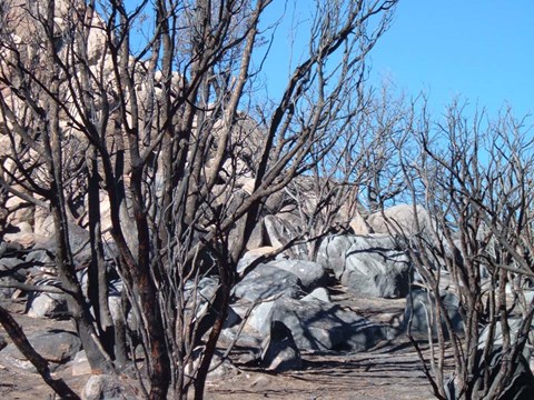 Framed Burned Forest 4 Print