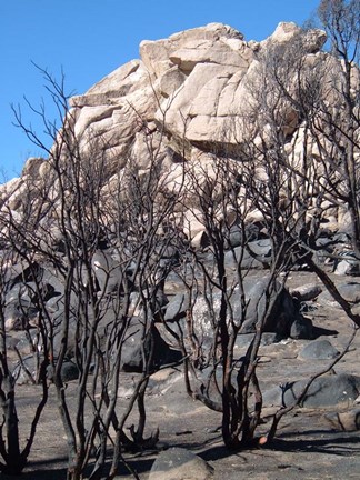 Framed Burned Forest 5 Print