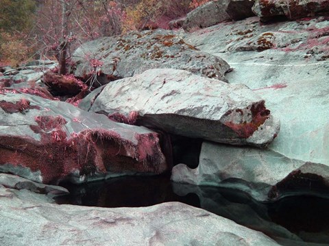 Framed Sierra Nevada Forest Print