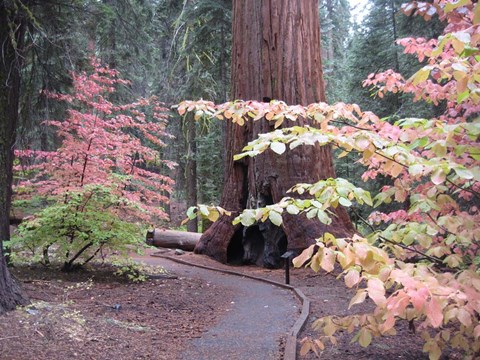 Framed Sequoia Trees 2 Print