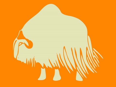 Framed White Ox Print