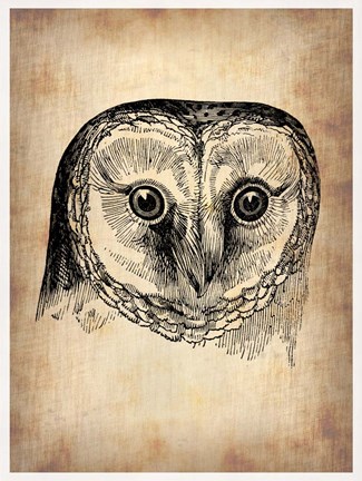 Framed Vintage Owl Print