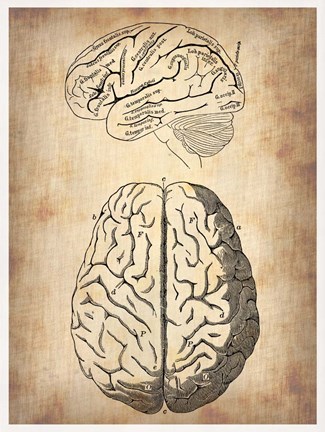 Framed Vintage Brain Anatomy Print