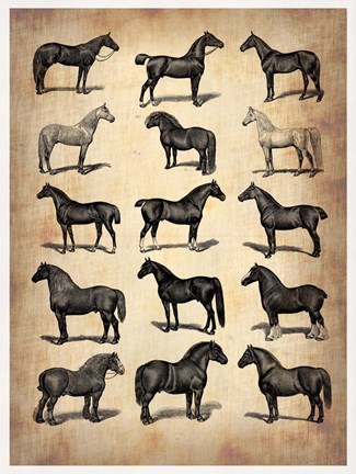 Framed Vintage Horses Collection Print