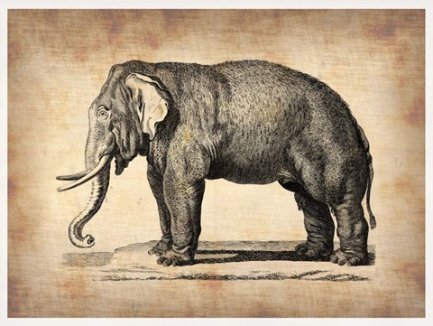 Framed Vintage Elephant Print