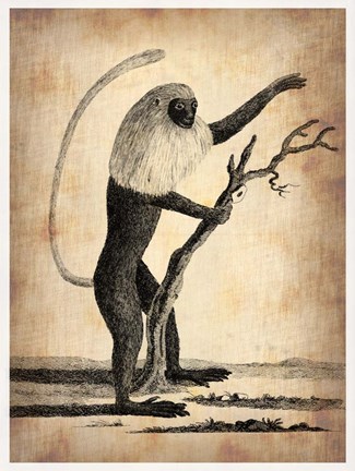 Framed Vintage Monkey Print