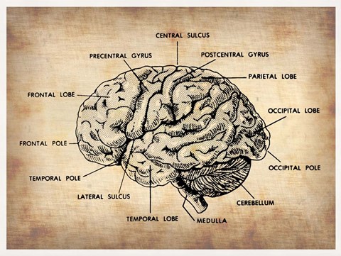 Framed Vintage Brain Map Anatomy Print