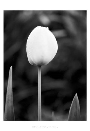 Framed Floral Portrait III Print