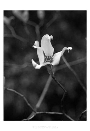 Framed Floral Portrait V Print