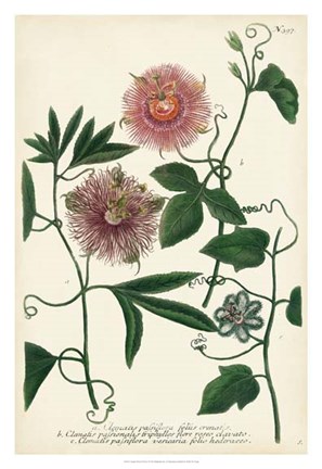 Framed Antique Passion Flower I Print