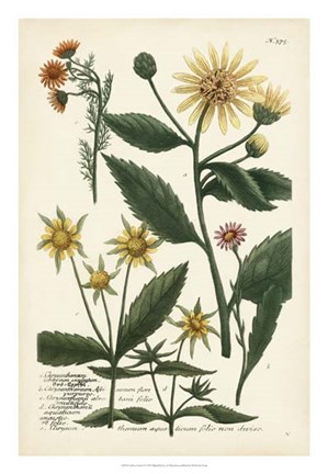 Framed Saffron Garden I Print