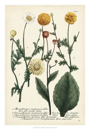 Framed Saffron Garden II Print