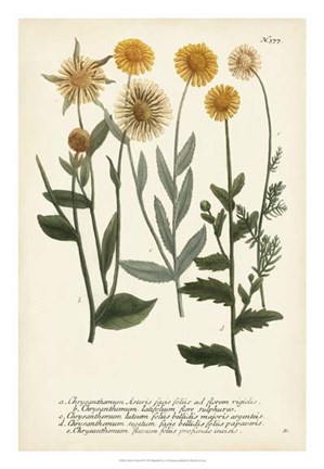 Framed Saffron Garden III Print