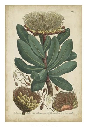 Framed Weinmann Foliage &amp; Fruit I Print