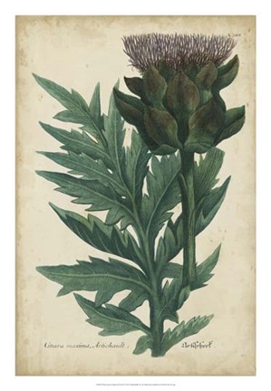 Framed Weinmann Foliage &amp; Fruit II Print