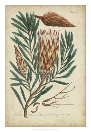 Framed Weinmann Foliage &amp; Fruit III Print