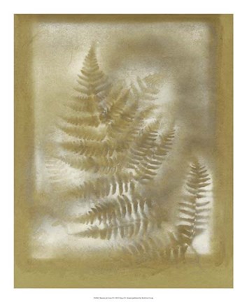 Framed Shadows &amp; Ferns IV Print