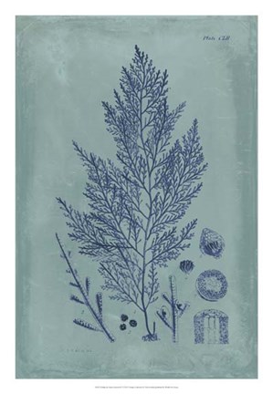 Framed Indigo &amp; Azure Seaweed IV Print