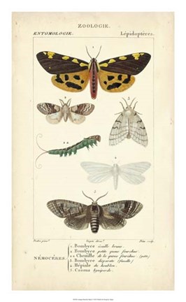 Framed Antique Butterfly Study I Print
