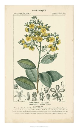 Framed Botanique Study in Yellow II Print