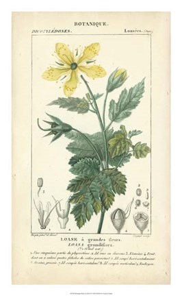 Framed Botanique Study in Yellow IV Print