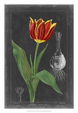 Framed Midnight Tulip IV Print