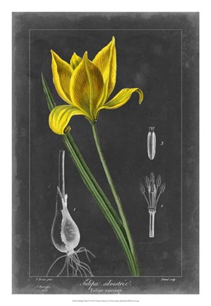 Framed Midnight Tulip VI Print