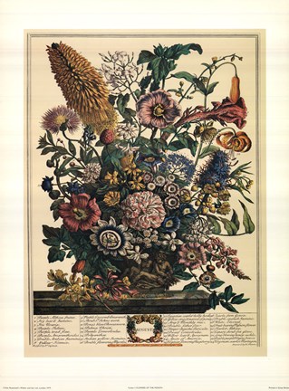Framed August/Twelve Months of Flowers, 1730 Print