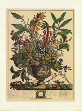 Framed January/Twelve Months of Flowers, 1732 Print
