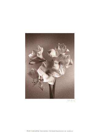 Framed Amaryllis Print