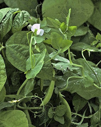 Framed Sweet Pea Snap Pea Print