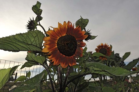 Framed Sunflowers and Storm Print