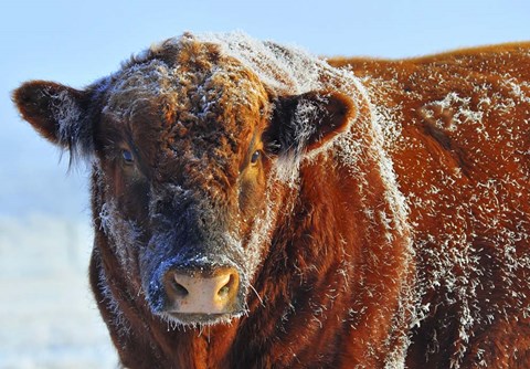 Framed Bull on Ice Print