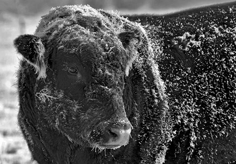Framed Snow Covered Ice Bull Print