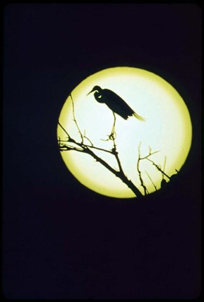 Framed Egret Silhouette Print