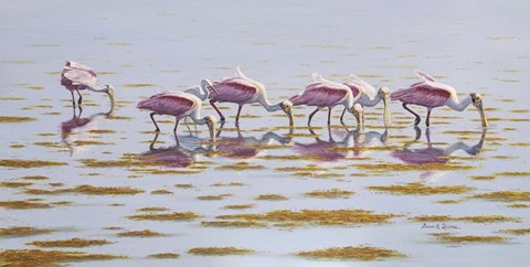 Framed Spoonbills Feeding Print