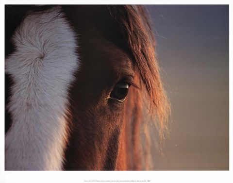 Framed Sharp Eye Print