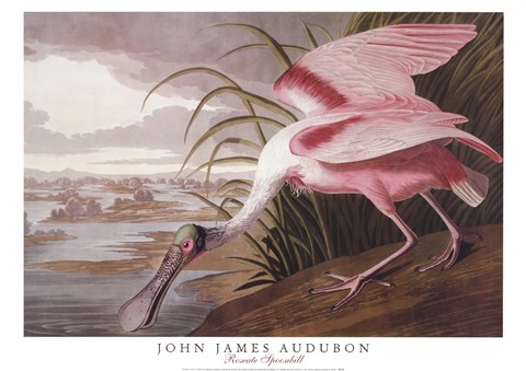 Framed Roseate Spoonbill Print
