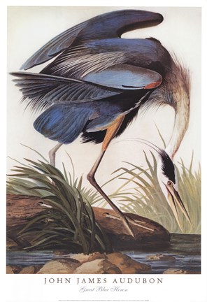 Framed Great Blue Heron Print