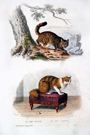 Framed Wild Cat and Angora Cat Print