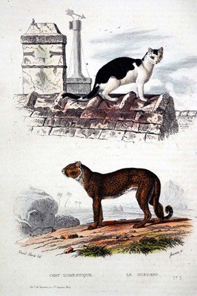 Framed Cat and Leaopard Print