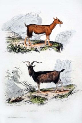 Framed Male and Female Goats Print