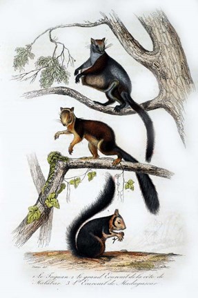 Framed Squirrels Print